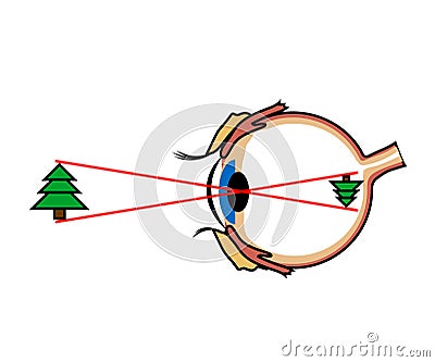 Human eye on a white background. The structure of the eyeball. Vector Vector Illustration